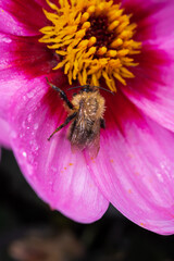 Small bee sitting on flower of Asteraceae Dahlia Happy single wink