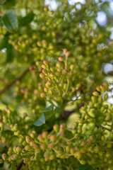 Sweet, delicate, fragrant nuts, Bronte pistachios with brilliant green colour and pistachio tree with unripe nuts