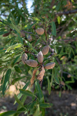 Ripe almonds nuts on almond tree ready to harvest close up