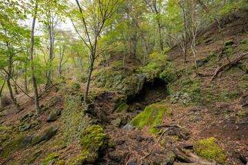 moss covered rocks