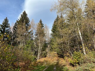 Magical autumn colors of leaves in the canopies of alpine trees and mixed mountain forests in the Swiss Alps, Ilanz - Canton of Grisons, Switzerland (Kanton Graubünden, Schweiz)