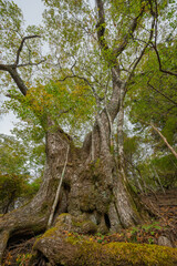 tree in the forest