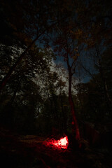 fire in the forest