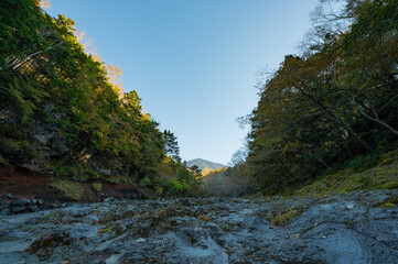 forest in the mountains