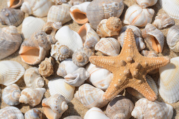 Fototapeta na wymiar Beautiful starfish and sea shells on sand, closeup
