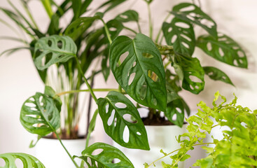 Big Monstera monkey with curly green leaves with holes stands next to window. Home plants, indoor garden, urban jungles.