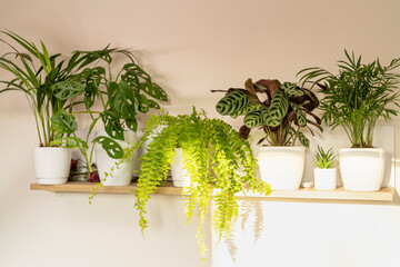 Close up of fern leaves at home on the shelf.  Home plants, indoor garden, urban jungles.