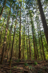 trees in the forest