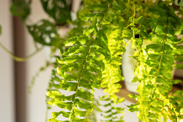 Close up of fern leaves at home on the shelf.  Home plants, indoor garden, urban jungles. 