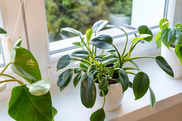 Close up of philodendron green at home.  Home plants, indoor garden, urban jungles.  © Natali