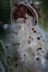 Close-up on milkweed seed pod selective focus on seeds, in nature, with copy-space