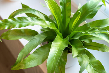 Close up of fern leaves at home on the shelf. Home plants, indoor garden, urban jungles.	