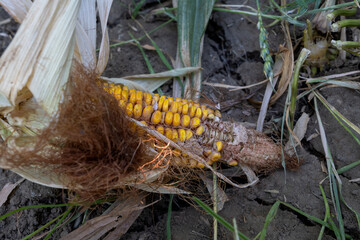 Spoiled ear of corn on cracked ground