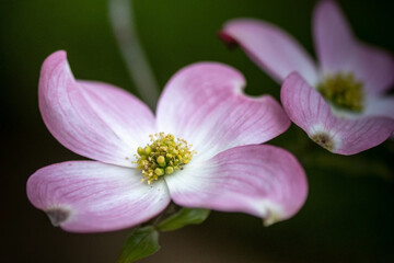 Close-up on pink dogwood flowers on green background. Spring concept.