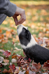 Adorable Cute Guinea pig sitting surrounded autumn foliage colorful leaves outdoors enjoying sunset with hands reaching out for food