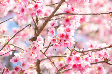 河津桜	