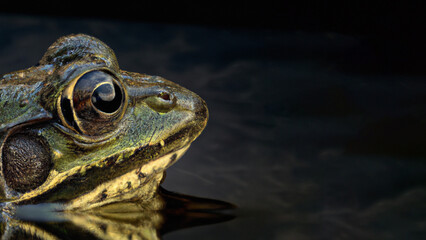 Close up side angle of River Frog in the water, Macro Photography