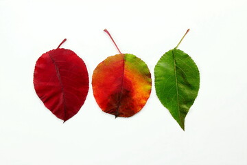 colorful red and green fall or autumn leaves texture on white background
