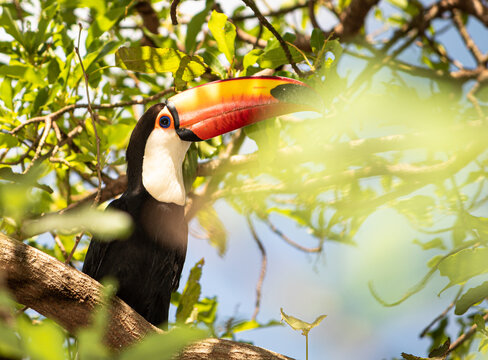 Tucano em um abacateiro 