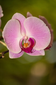 Orqu&iacute;dea rosa 