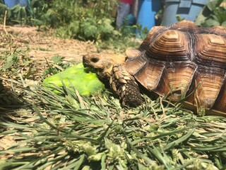 Naklejka premium Beautiful sulcata tortoise from africa