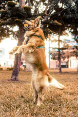 golden retriever jumping in the park