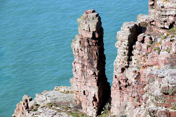 Cap Rose du cap Fréhel, Bretagne