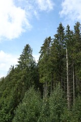 Beautiful tall green coniferous trees in forest