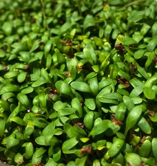 Microgreen of garden cress, young plants, top view. Micro green sprouts of watercress salad. Close-up of watercress salad microgreens, green leaves and stems. Sprouting Micro herbs.