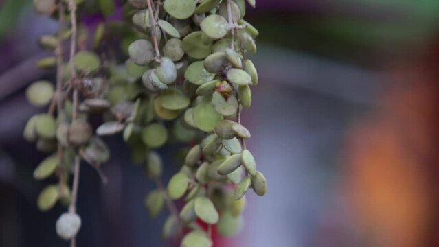 Star Spiders make nests among the hoya orchids