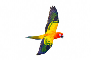 Sun conure or sun parakeet flying isolated on white background.
