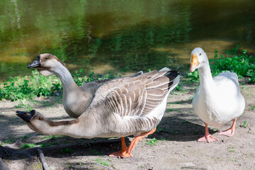 Naklejka na ściany i meble geese walk near the pond. birds get angry at tourists. Domestic bird.
