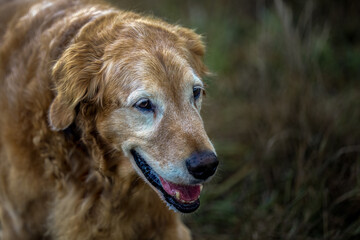 2022-11-02 A CLOSE UP PORTRAIT OF A SENIOR GOLDEN RETRIEVER WITH A BLURRY FADED BACKGROUND AT A OFF LEASH DOG PARK