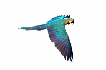 Colorful Blue and gold macaw flying isolated on white background.