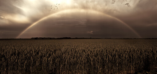 Dark landscape showing wheat field, rainbow and birds flying over it