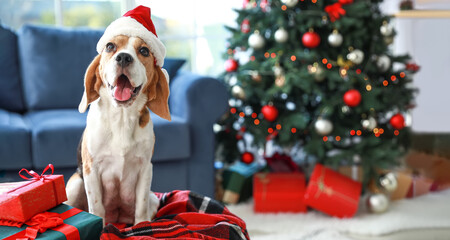 Cute beagle dog in Santa hat at home on Christmas eve