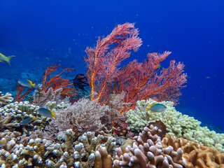 Naklejka na ściany i meble Colorful Coral reef with sea fan and hard coral in Bali, Indonesia
