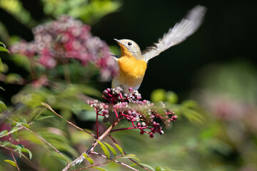 We filmed a feeding activity scene of a yellow flycatcher and a blackbird.
The active feeding activities and beautiful colors of the yellow flycatcher are gorgeous, and even the small cockroach shows 
