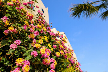 Beautiful pink and yellow flowers outdoors, closeup