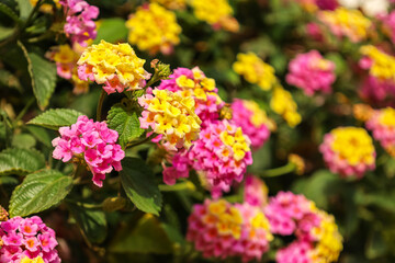 Beautiful pink and yellow flowers outdoors, closeup
