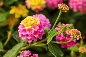 Beautiful pink and yellow flowers outdoors, closeup