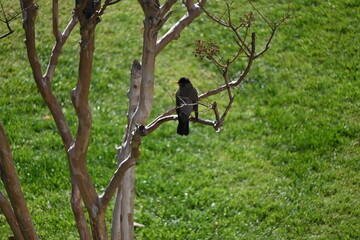Blackbird in the tree in the garden
