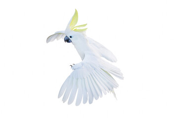 Beautiful cockatoo parrot flying isolated on white background. © Passakorn