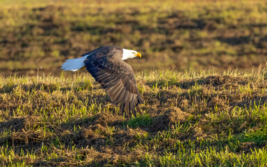 Fototapeta premium bald eagle in flight