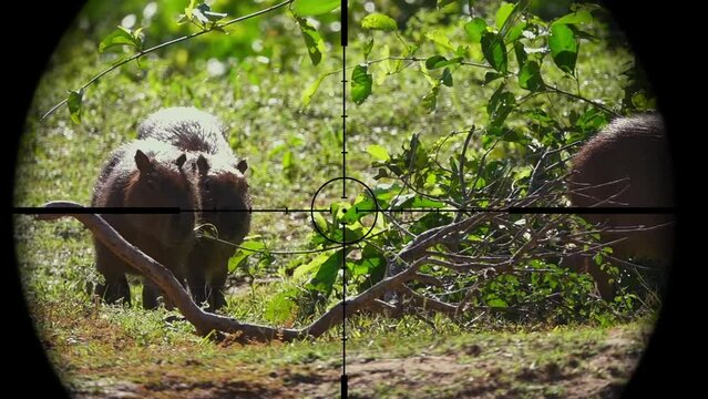 Capibara in Gun Rifle Scope. Wildlife Hunting. Poaching Endangered, Vulnerable, and Threatened Animals