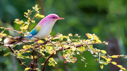 Colorful artificial birds perched on a branch.