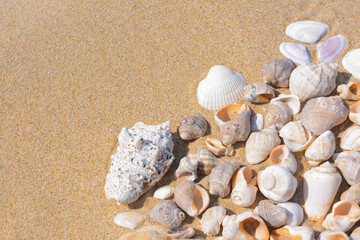 Fototapeta na wymiar Many beautiful sea shells on sandy beach, above view. Space for text