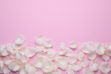 Beautiful white rose flower petals on pink background, flat lay. Space for text
