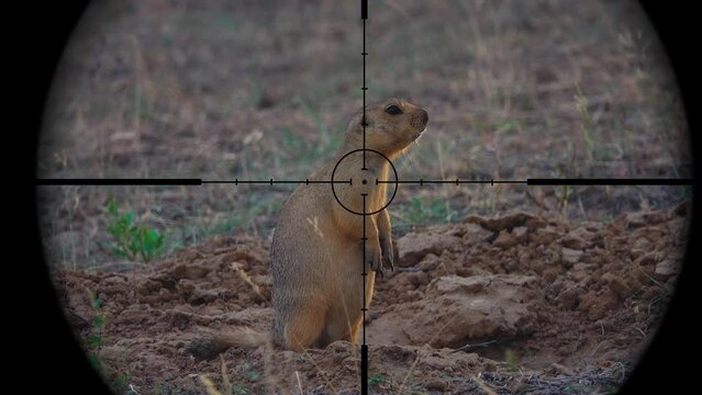 Ground Squirrel in Gun Rifle Scope. Wildlife Hunting. Poaching Endangered, Vulnerable, and Threatened Animals