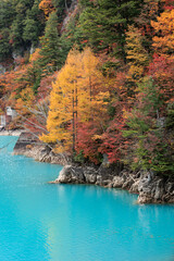 エメラルドグリーンの湖の辺りに黄金色に紅葉した針葉樹があります